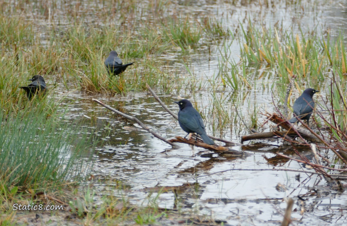 Brewer Blackbirds near a puddle in the grass