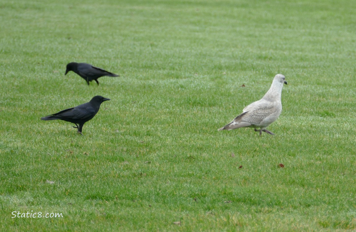 Two crows and a gull walking in the grass