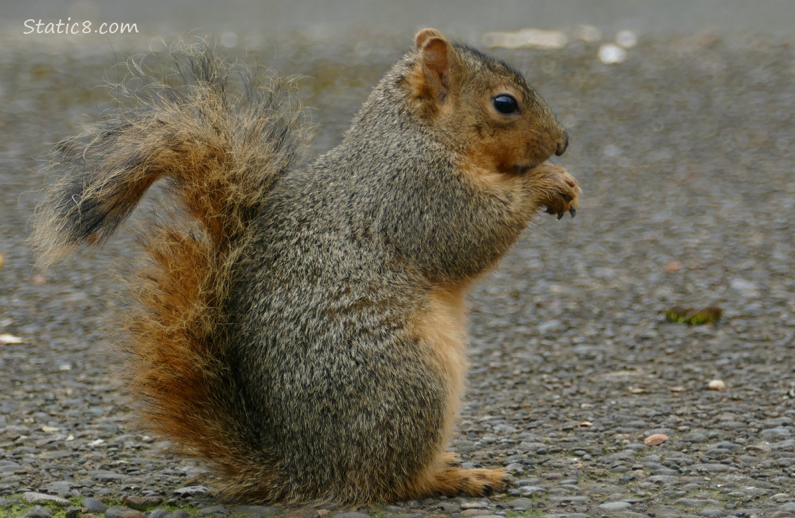 Squirrel sitting on the sidewalk, eating something
