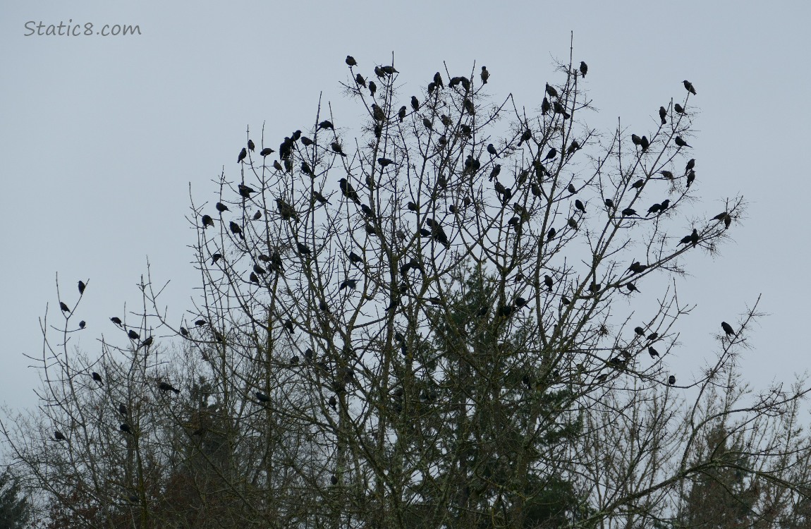 Flock of birds sitting in winter bare trees