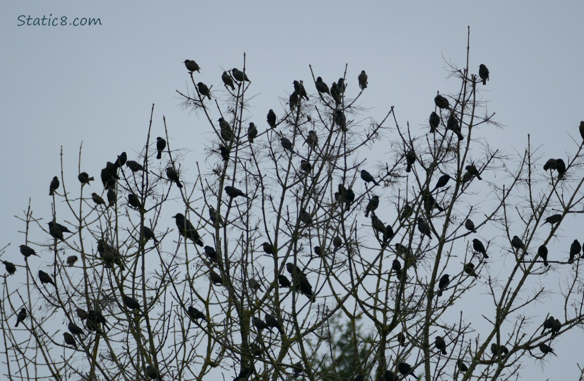 Flock of birds sitting in winter bare trees