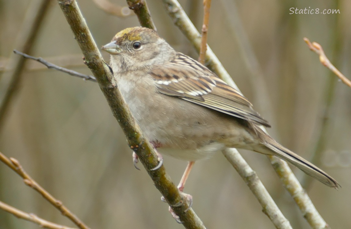Golden Crown Sparrow standing on a twig