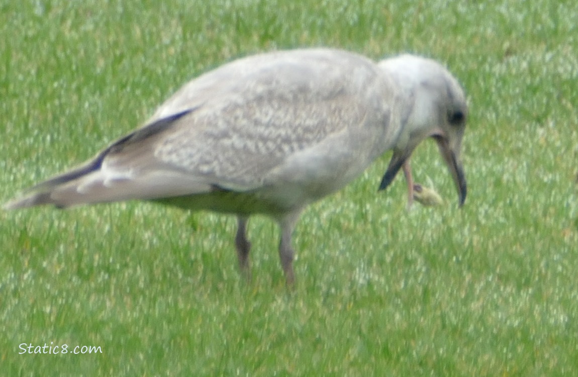 Gull hacking up a chunck of plastic