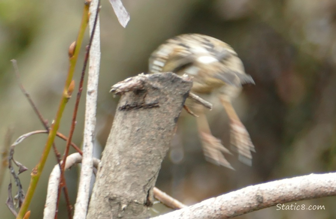 Golden Crown Sparrow springing away from the branch they were standing on