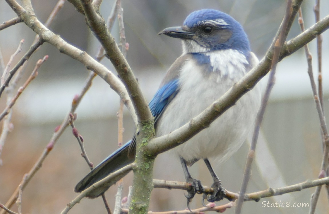 Scrub Jay standing in a winter bare tree