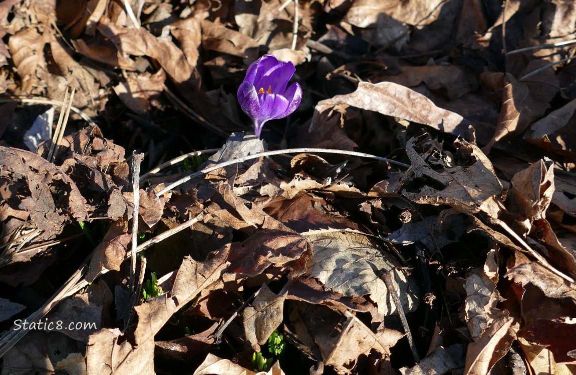 Purple Crocus bloom, coming up past leaf mulch