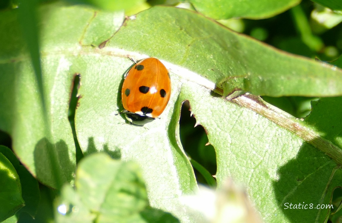 Lady Beetle standing on a green leaf