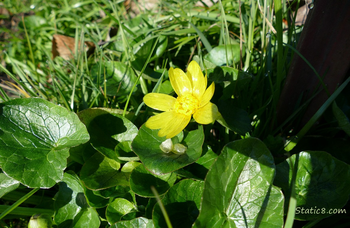 Lesser Celandine bloom in the grass
