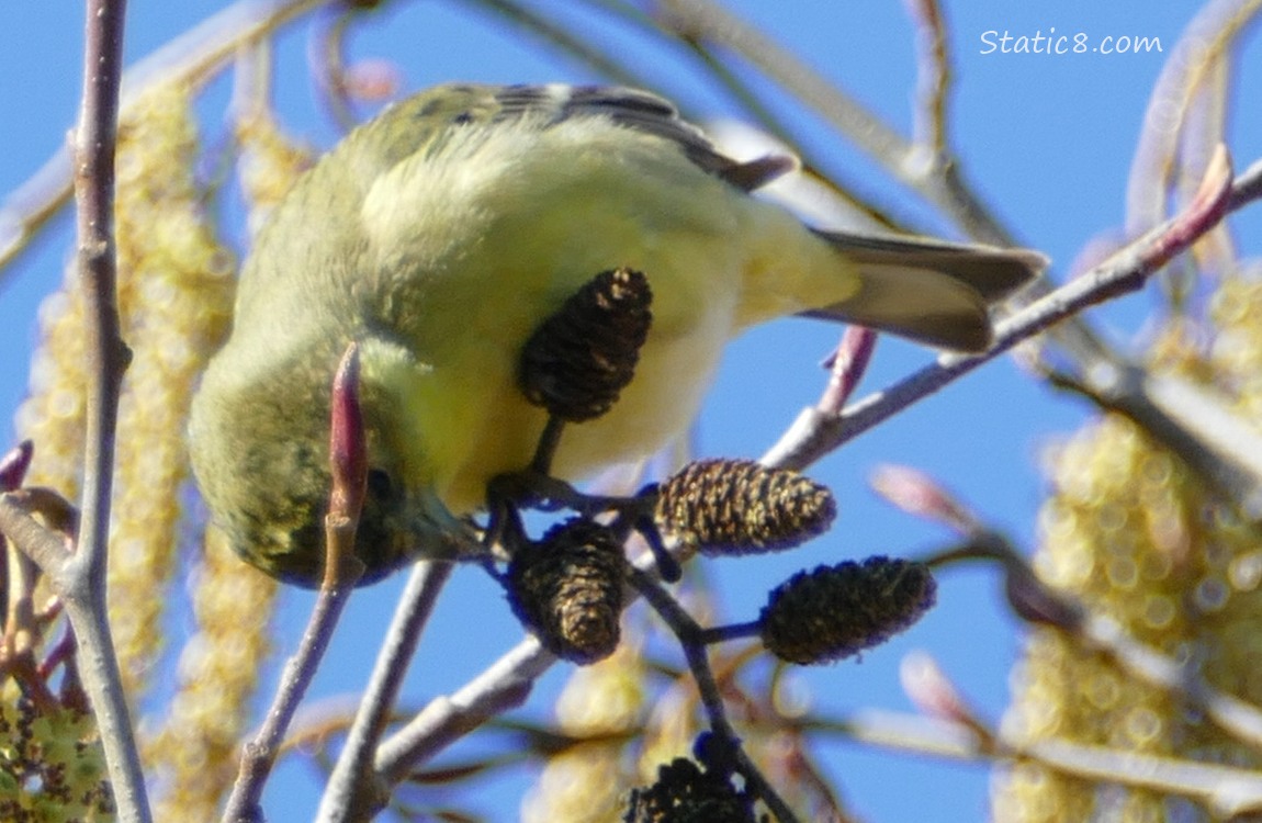 Lesser Goldfinch eating an Alder tree cone