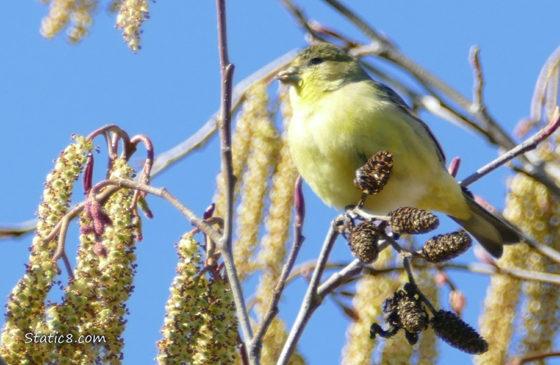 Lesser Goldfinch at the top of an Alder tree
