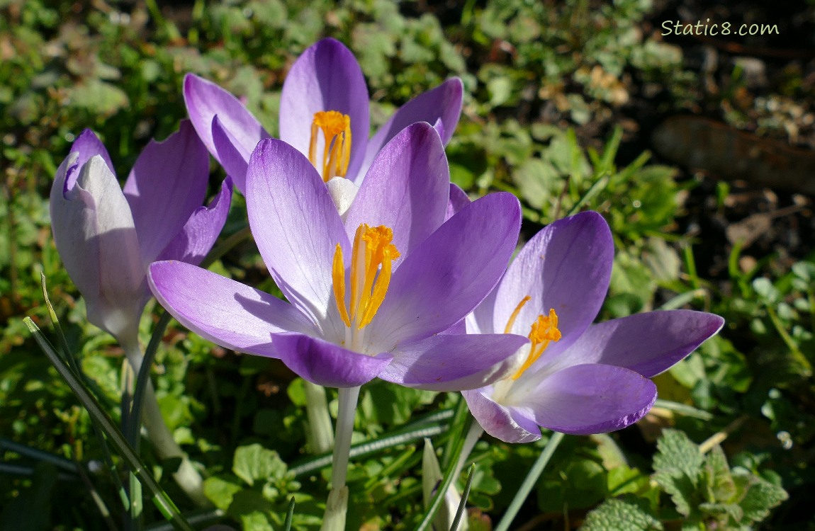 Light lavender crocus blooms