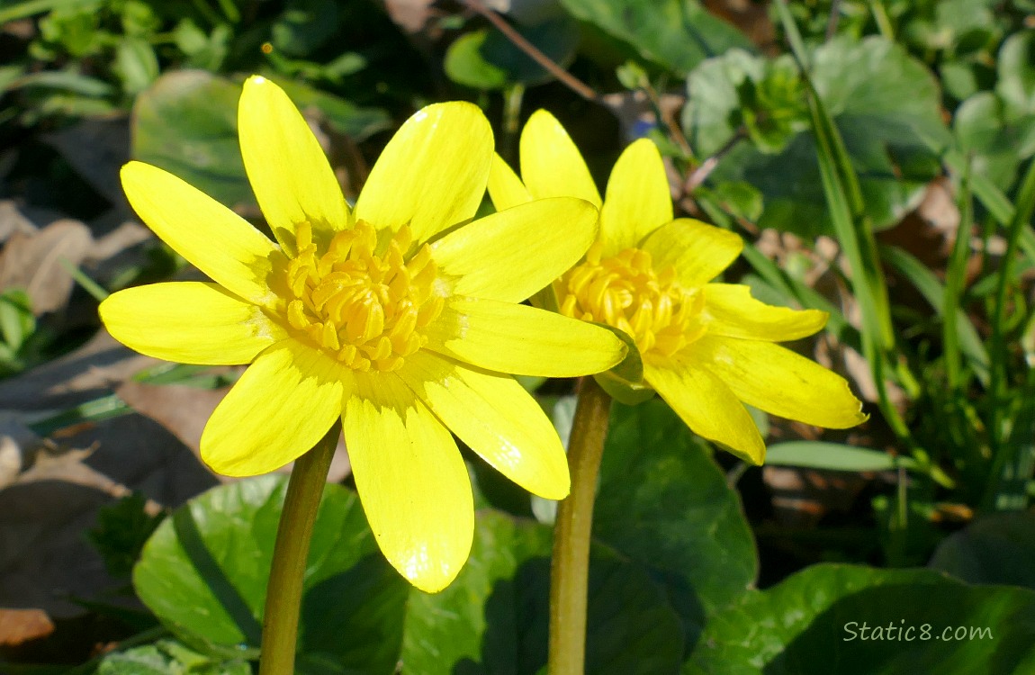 Lesser Celandine blooms