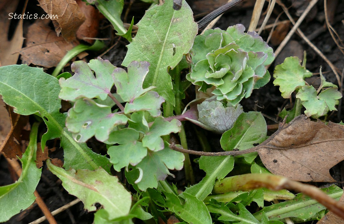 Dandelion leaves next to Columbine leaves, growin in leaf mulch