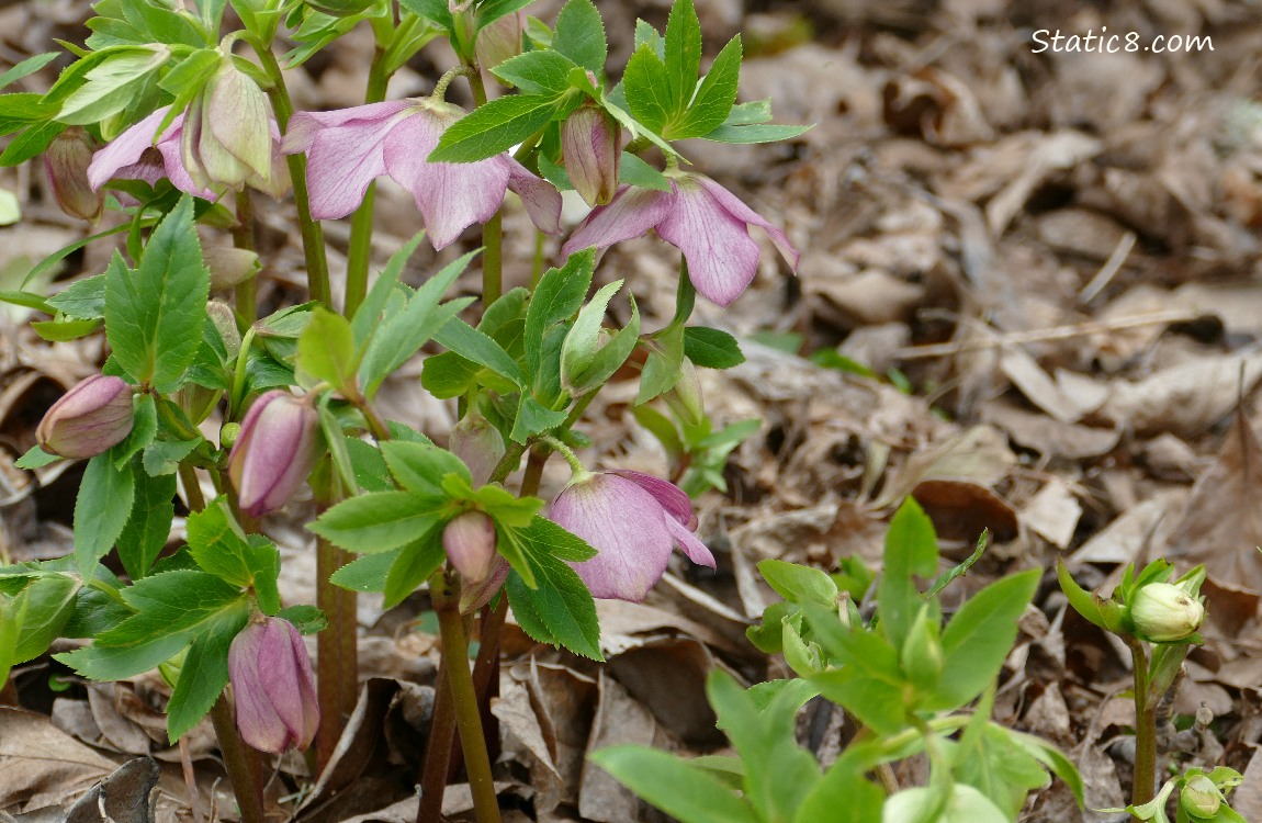Pink Lenten Rose blooms hanging down on a plant growing in leaf mulch