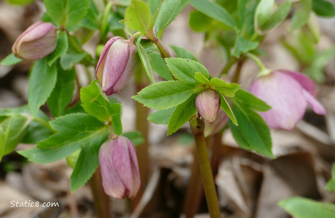 Pink Lenten Rose blooms hanging down on a plant growing in leaf mulch