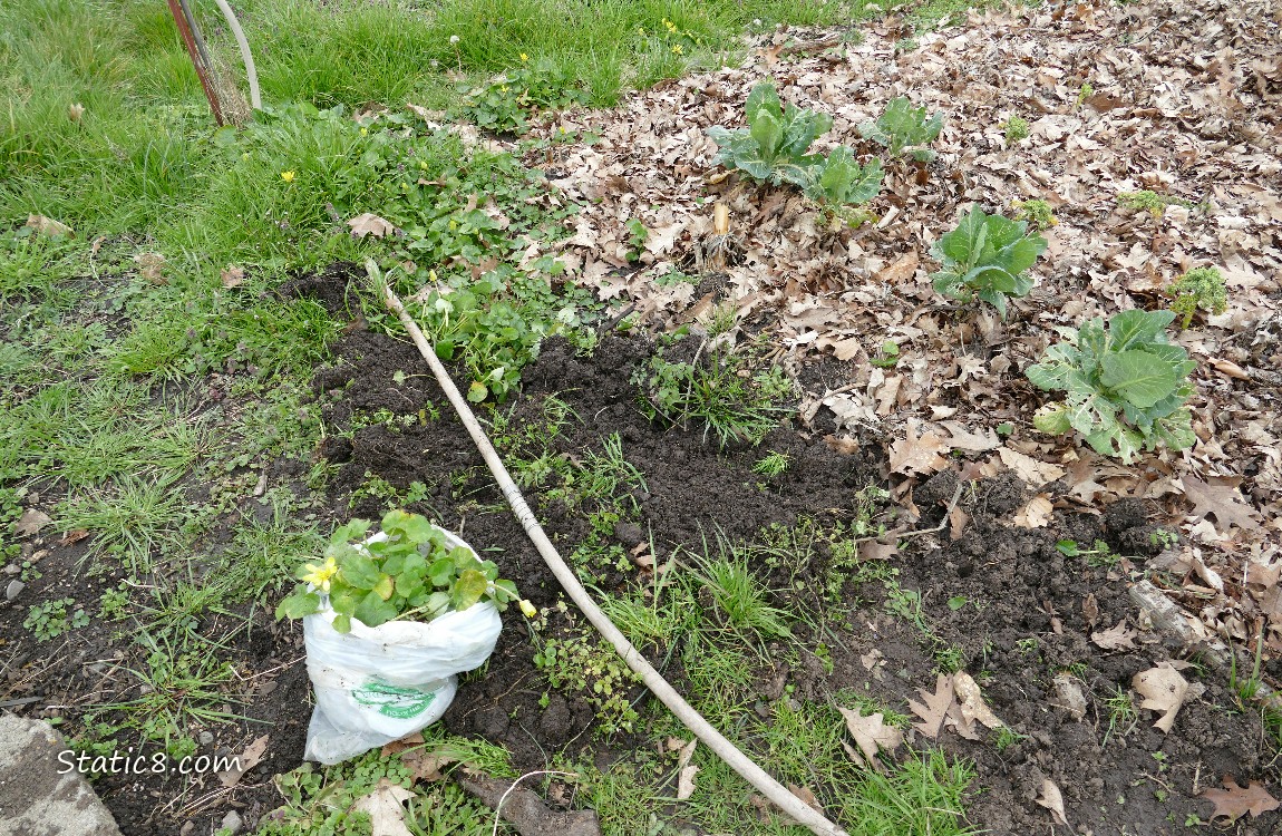 Garden plot with a small trash bag of pulled invasives