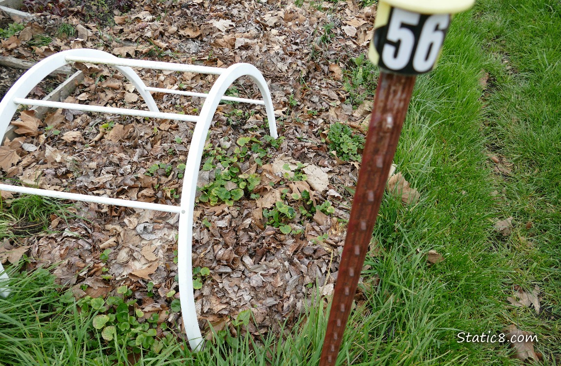 Lesser Celandine growing in plot 56