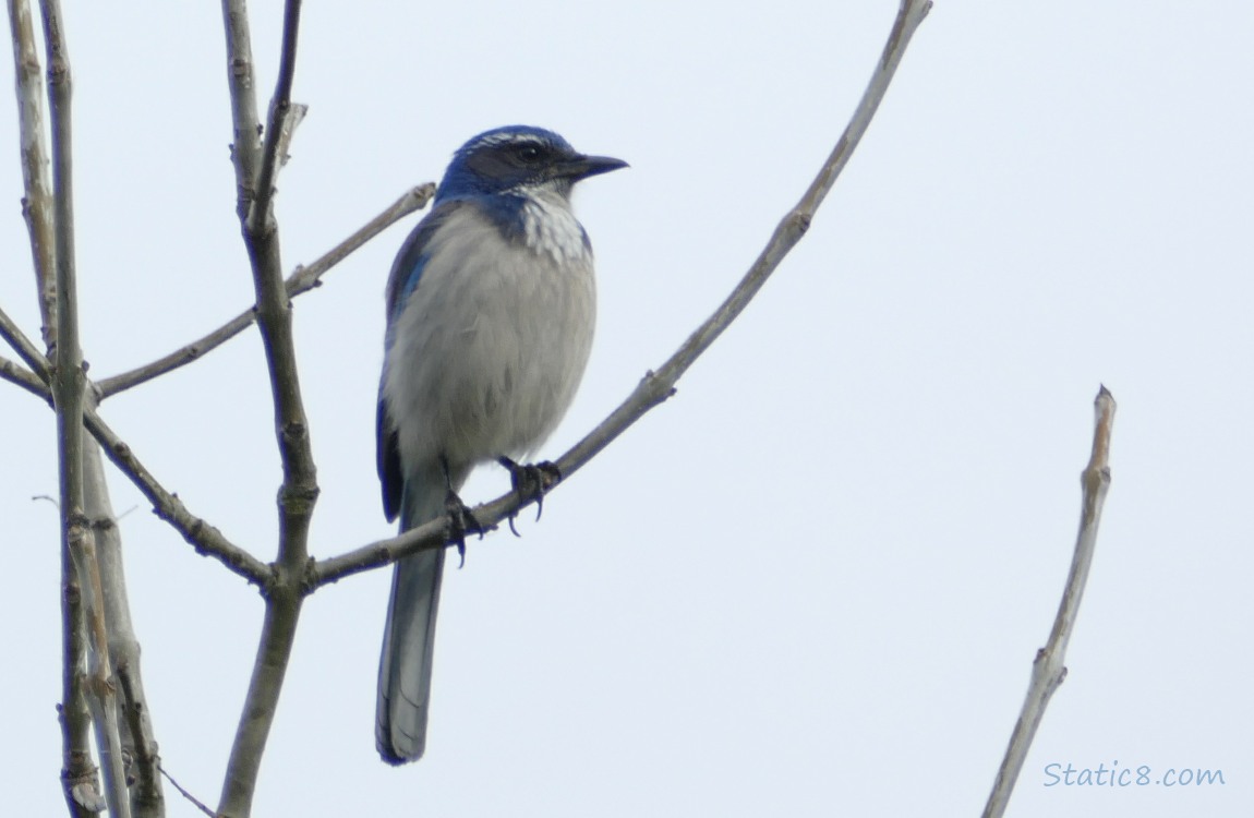 Scrub Jay standing on winter bare branch, grey sky behind