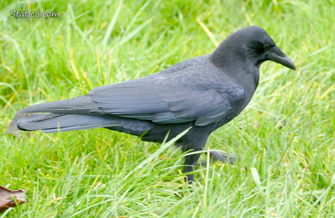American Crow walking in the grass