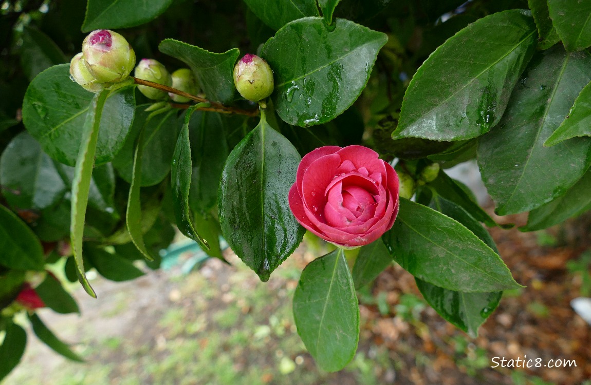 Red Camellia blooms