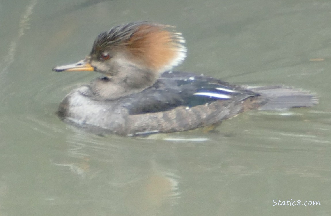 Female Hooded Merganser paddling on the water