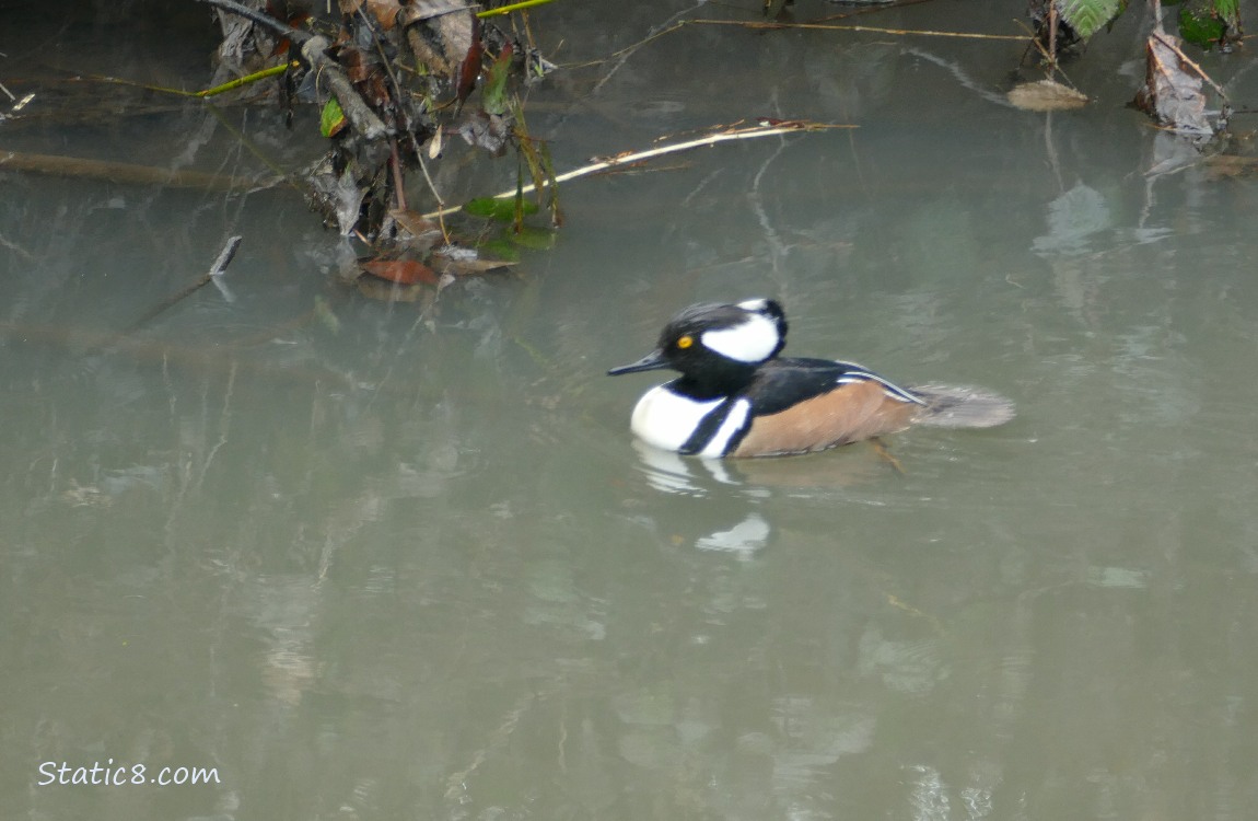 Male Hooded Merganser paddling on the water near the bank