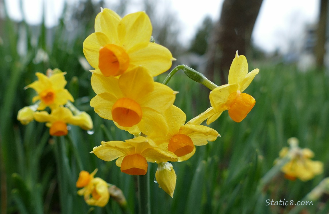 Jonquil blooms