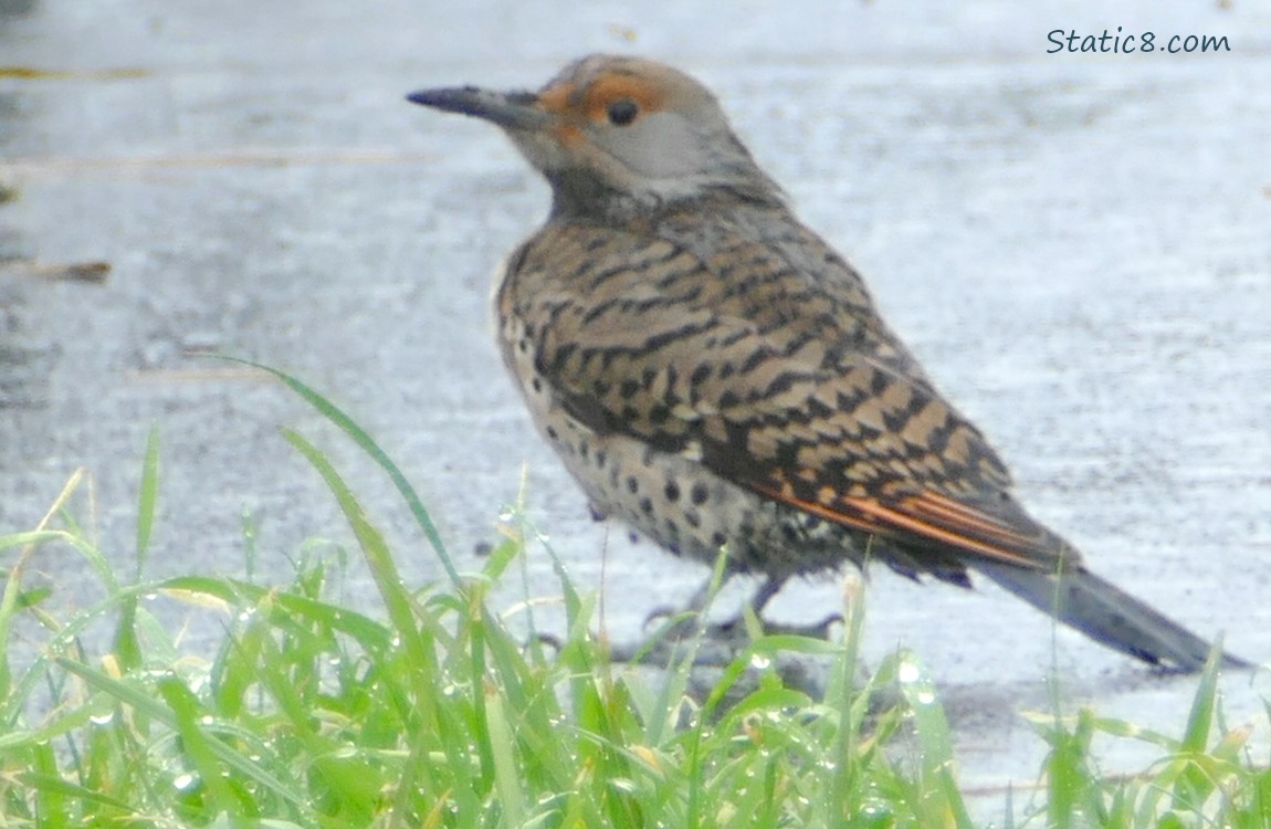 Northern Flicker standing on the sidewalk near the grass