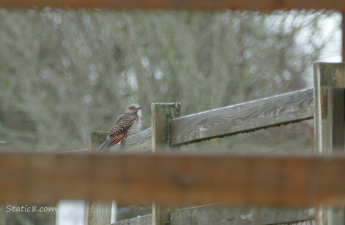 Northern Flicker standing on a wood fence