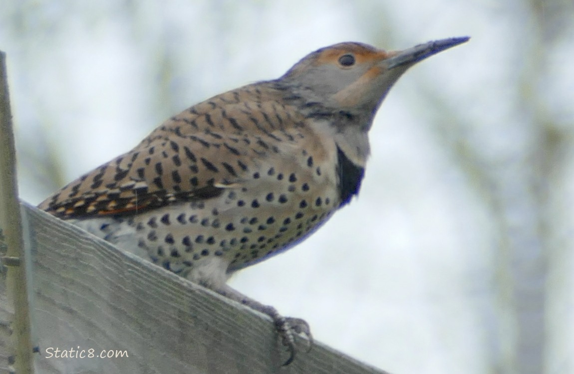 Northern Flicker standing on a wood fence