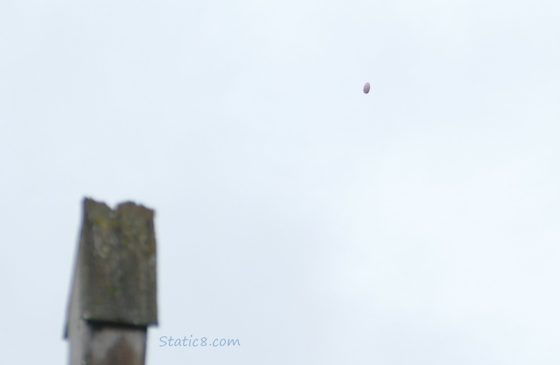 Party Balloon floating in the sky