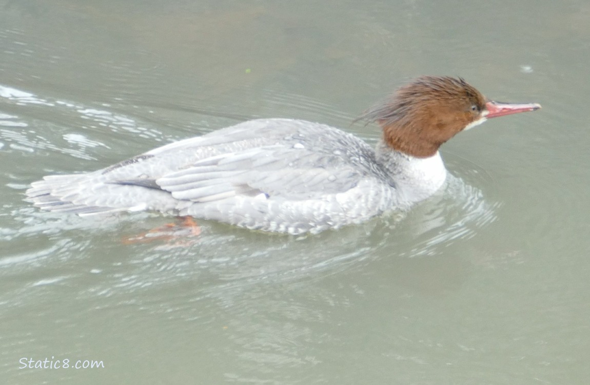 Female Common Merganser paddling away on the water