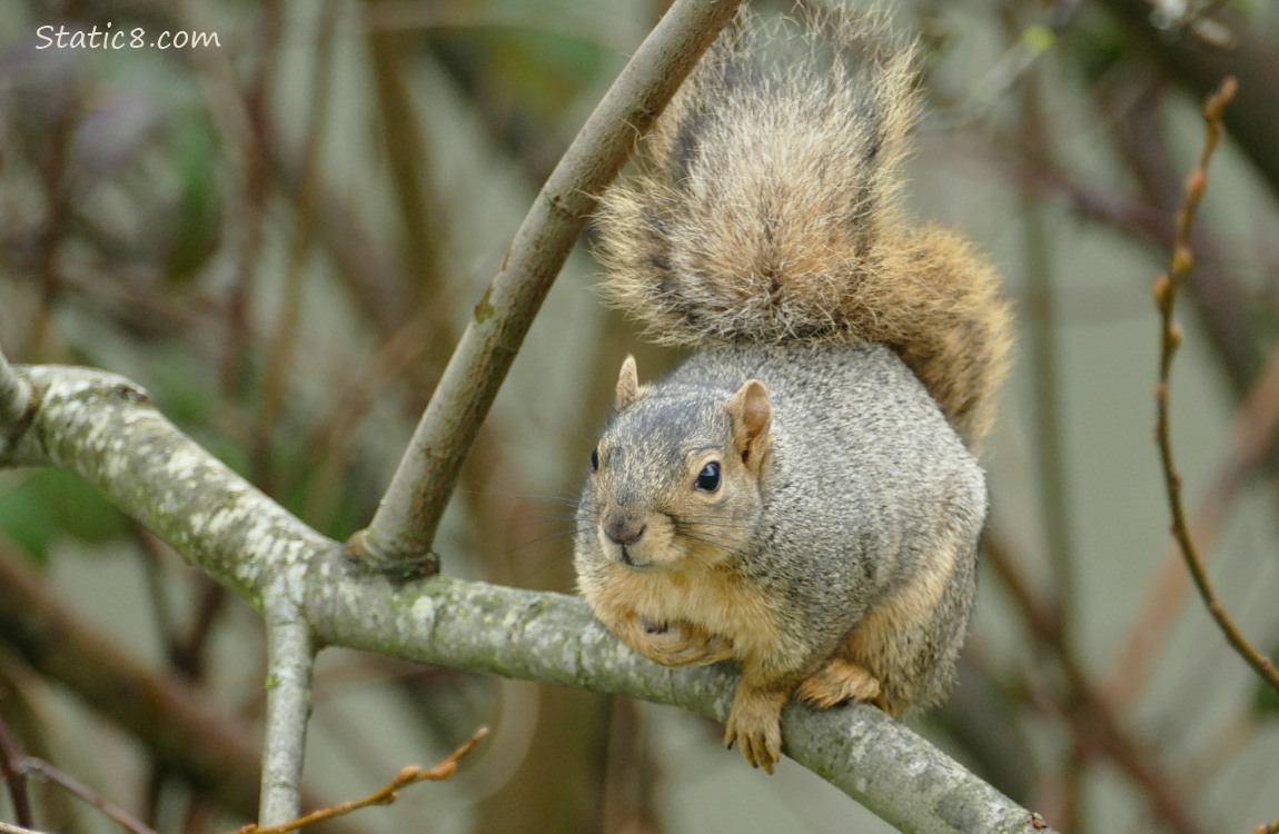 Squirrel standing on a branch