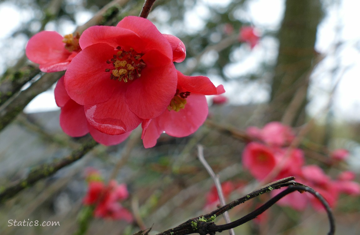 Flowering Quince bloom