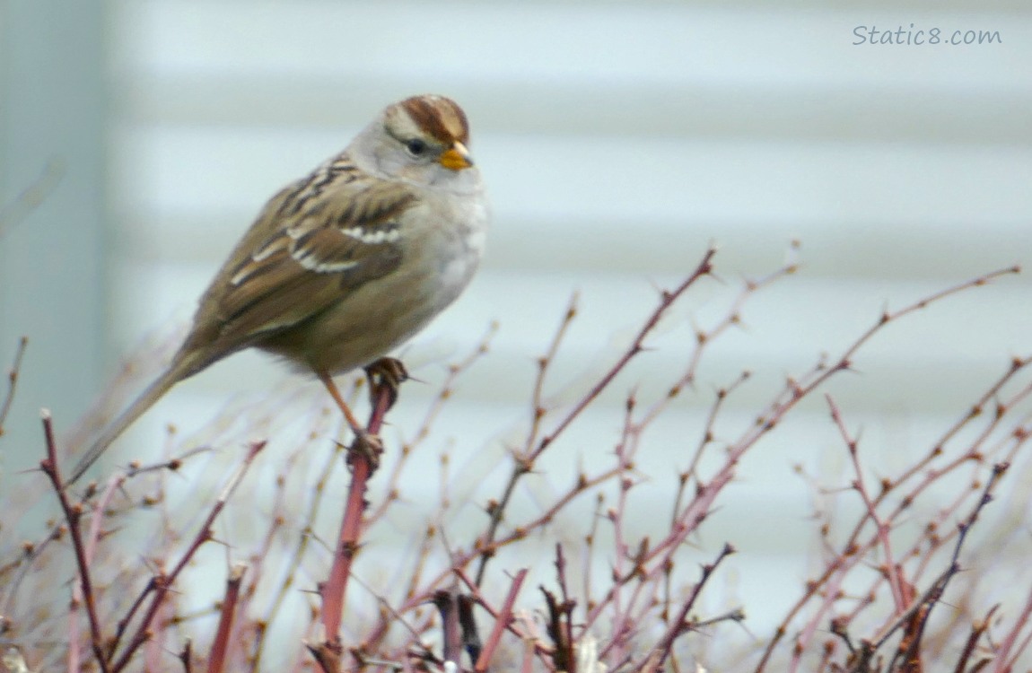 White Crown Sparrow standing on a thorny twig of a bush