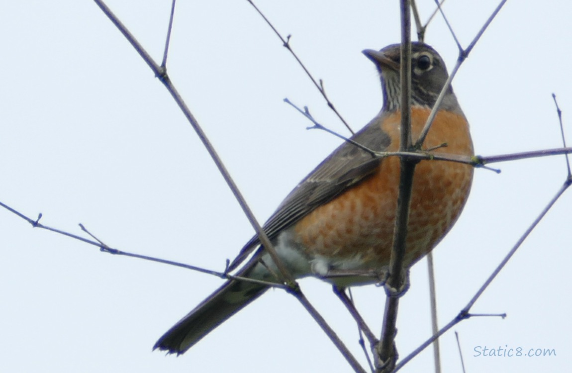 American Robin standing on a twig, grey sky behind