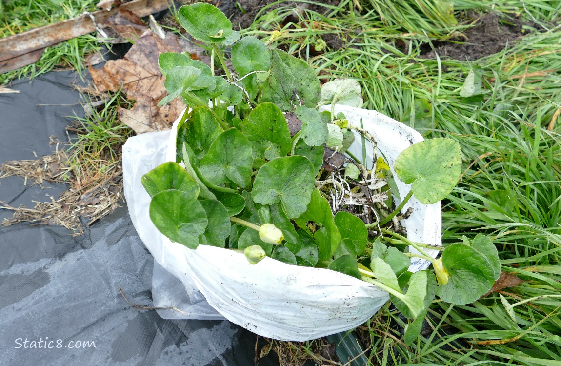 White trash bag filled with pulled Lesser Celandine