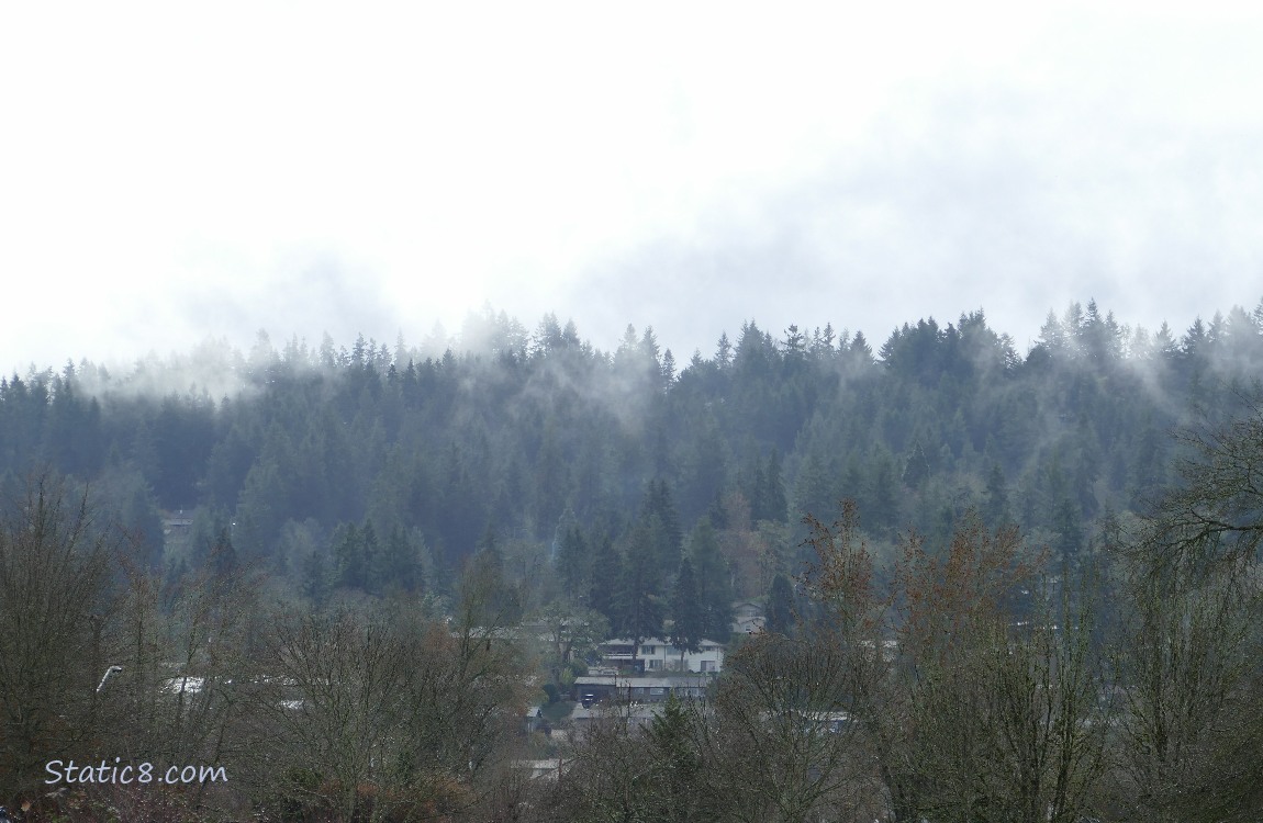 fog in the fir trees in the distance