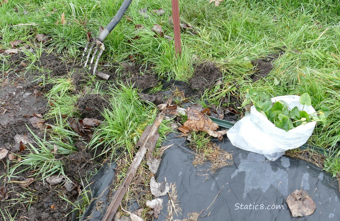 Garden plot with a white trash bag filled with invasives