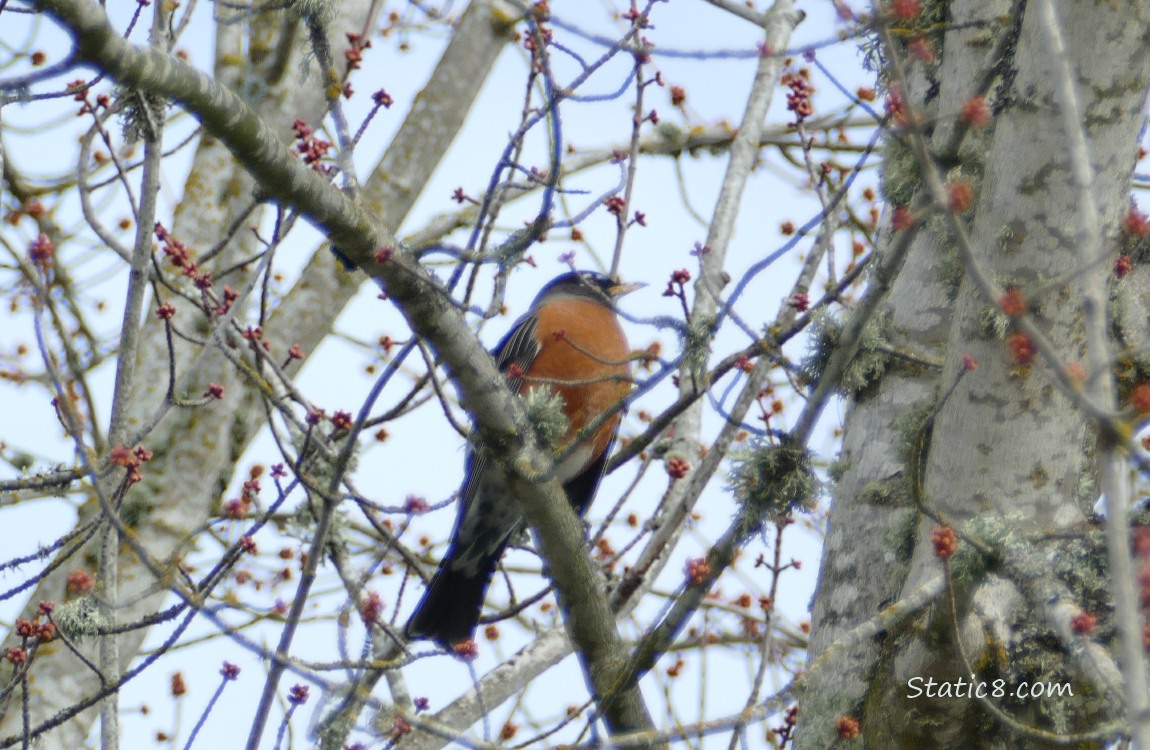 Robin standing in a tree thats budding out