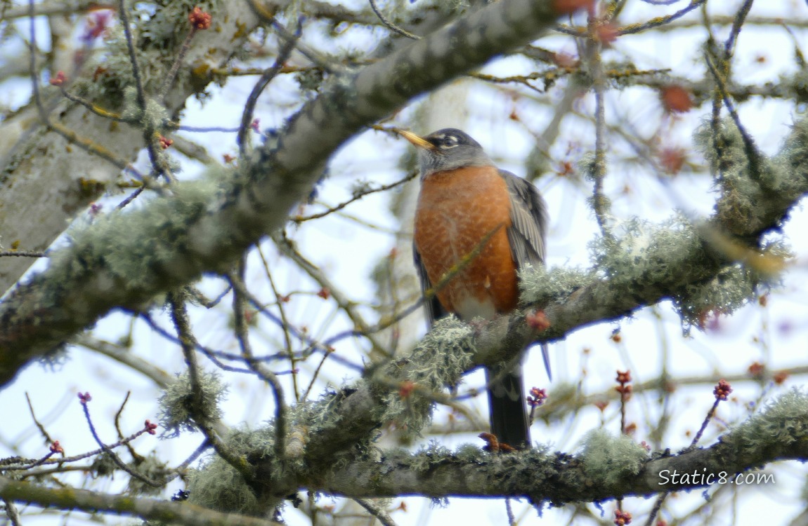 Robin standing in a tree thats budding out