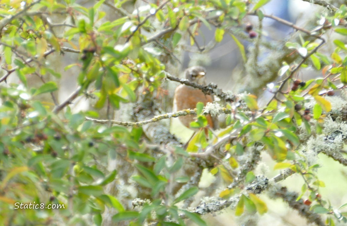 Blurry Robin behind a bush