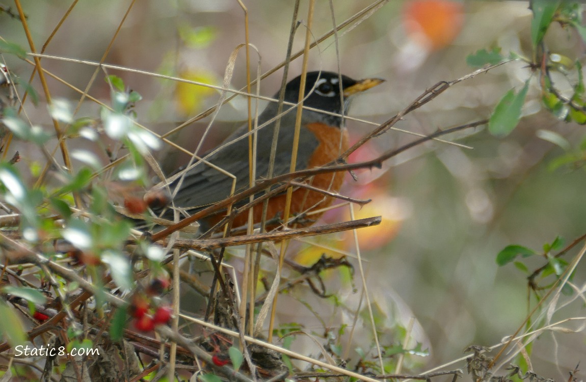 Blurry Robin standing in a bush behind many branches