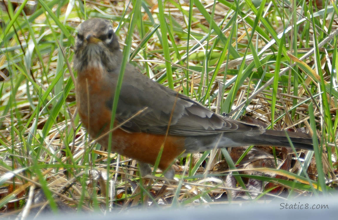 Juvenile Robin standing in the grass