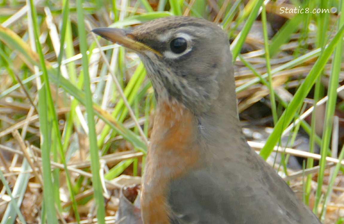 Close up  of a Juvenile Robin