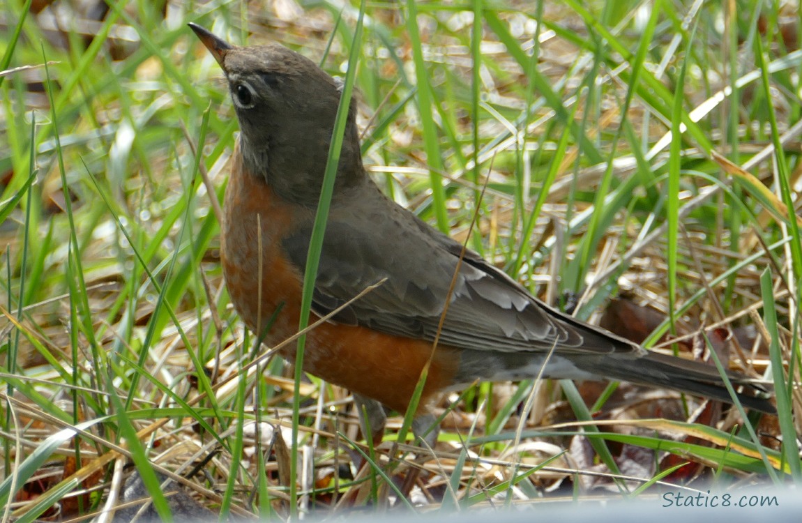 Juvenile Robin standing in the grass, looking back