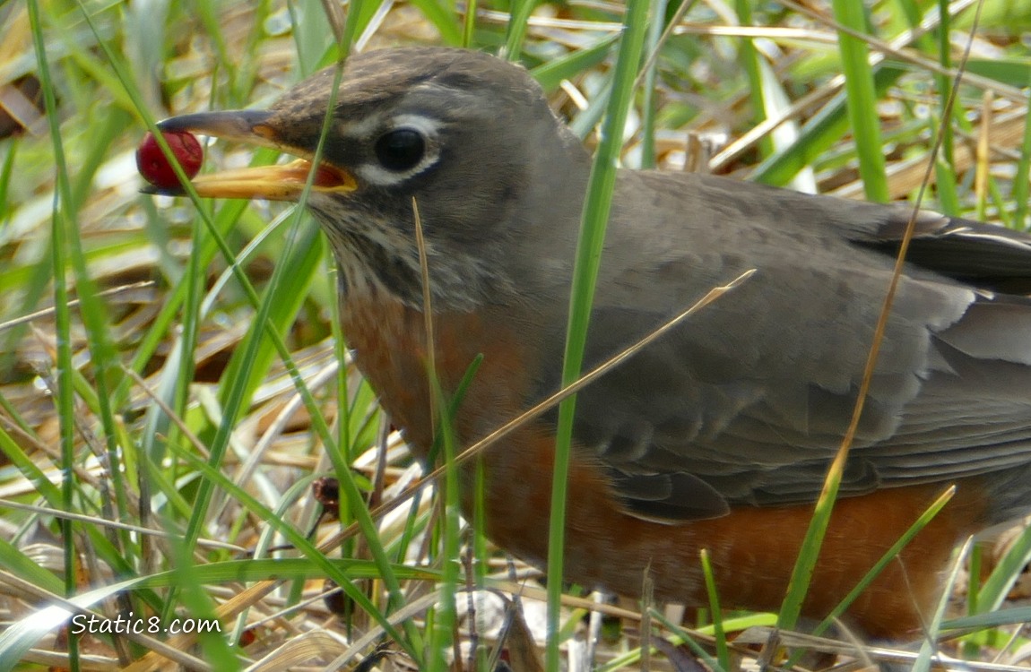 Juvenile Robin holding a red berry