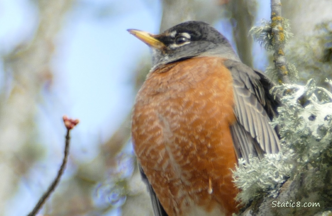 Close up of a Robin standing on a mossy branch