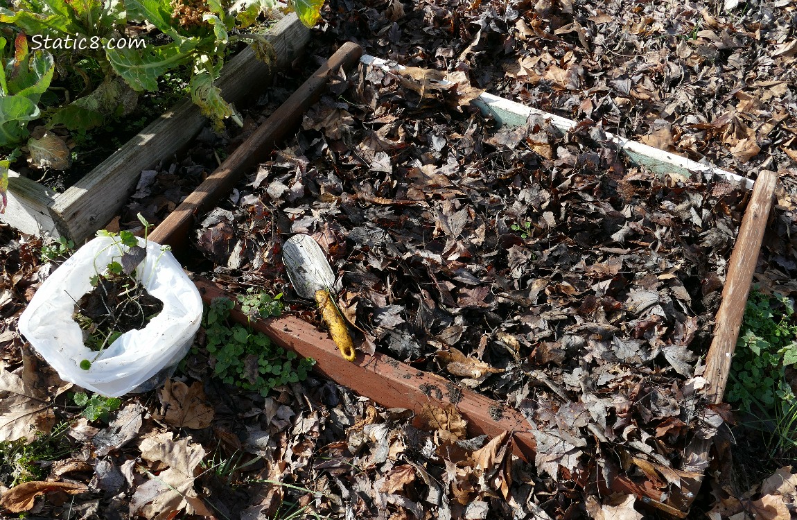 Cleared garden bed with a white trash bag of pulled weeds