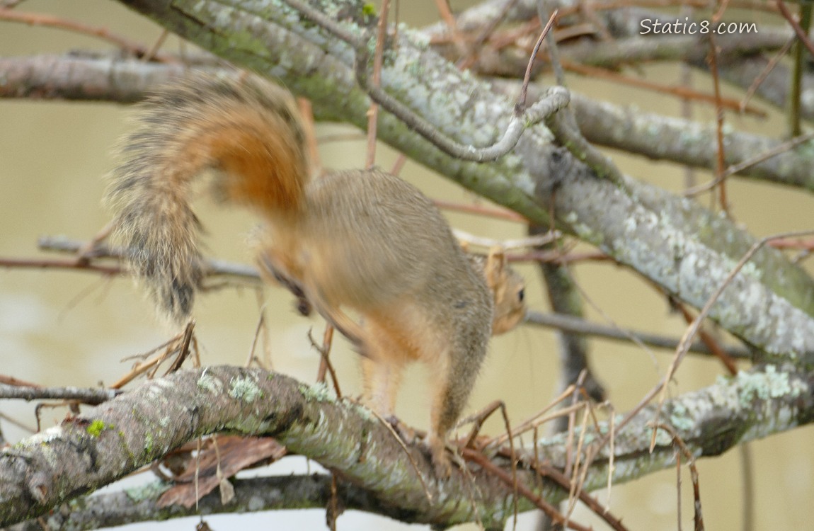 Motion blur squirrel as he runs away on a branch